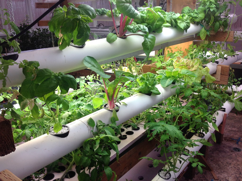 A colourful green depiction of leafy greens growing in rows and on palettes within a hydroponic system.