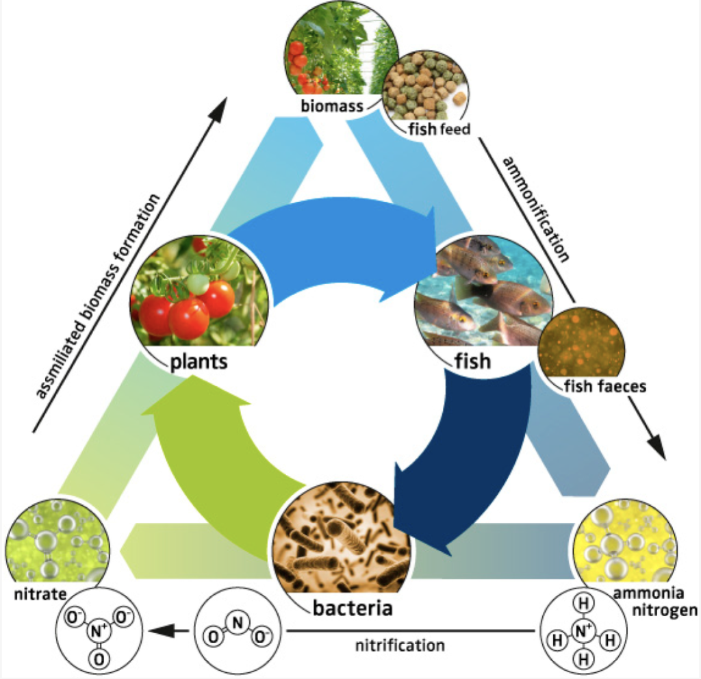 A diagram showing the circulation of materials through an aquaponics system, from fish to plants to bacteria.